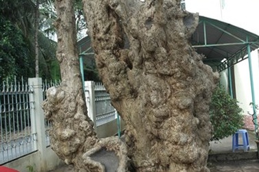 Công nhận 10 cây, cụm cây di tích lịch sử, văn hóa