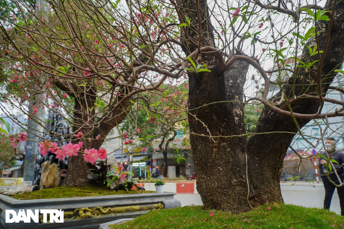Đào khổng lồ gốc to bằng vòng tay người lớn giá 100 triệu đồng ở Hà Nội - 12 Đào khổng lồ gốc to bằng vòng tay người lớn giá 100 triệu đồng ở Hà Nội - 12
