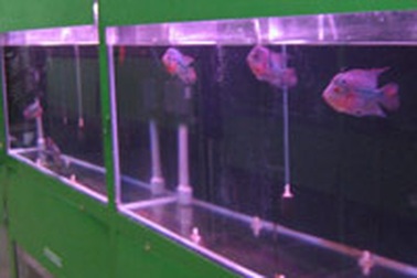 Thú chơi cá cảnh lên ngôi