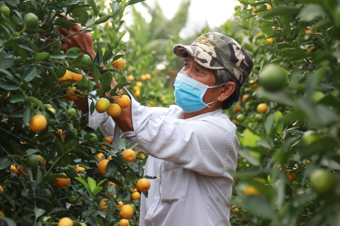 Quất cảnh vụ Tết lúc lỉu chờ thương lái - 1 Quất cảnh vụ Tết lúc lỉu chờ thương lái - 1