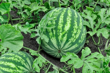 Loại quả trồng khắp Việt Nam là viagra cho quý ông