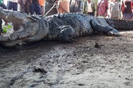 Cá sấu khổng lồ lẻn vào nhà, cả làng Ấn Độ cãi nhau tìm cách xử