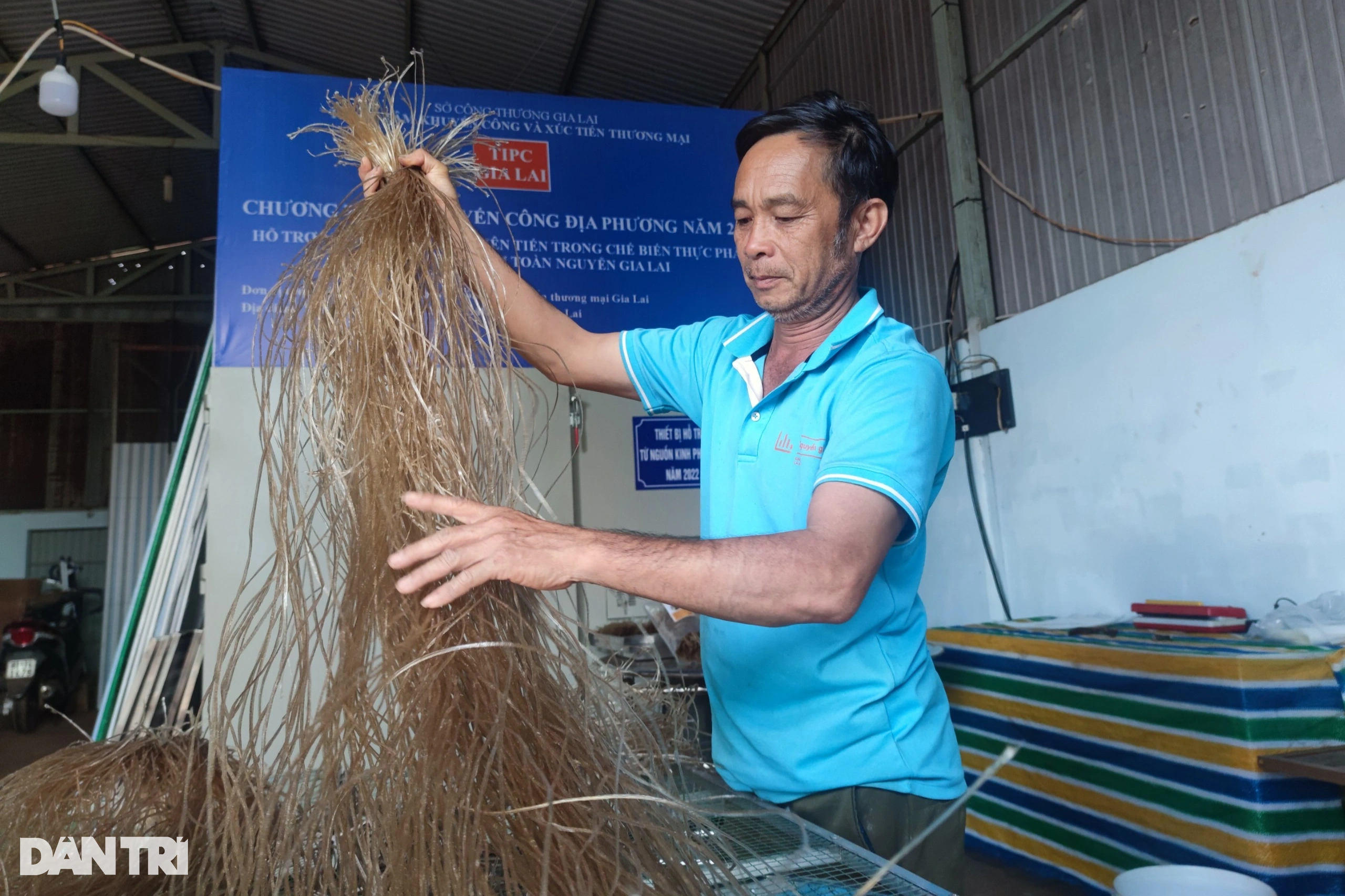 Lão nông thu tiền tỷ mỗi năm với đặc sản khoai vàng trái vụ - 3 Lão nông thu tiền tỷ mỗi năm với đặc sản khoai vàng trái vụ - 3