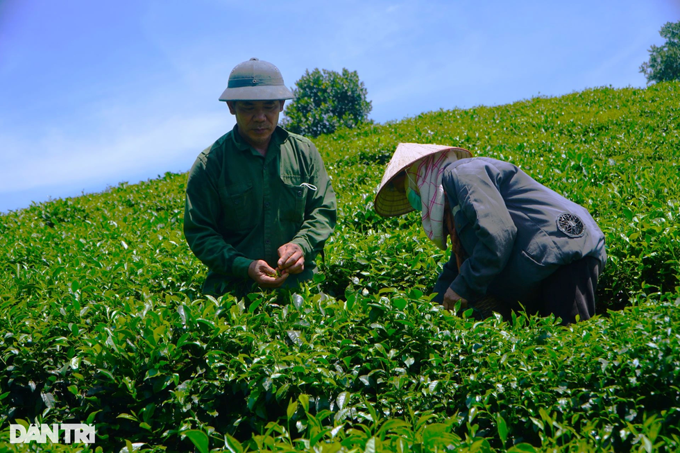Bỏ phố lên rừng, Giám đốc chân đất bắt đất khó nhả vàng - 1 Bỏ phố lên rừng, Giám đốc chân đất bắt đất khó nhả vàng - 1