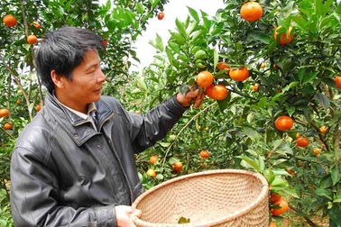 Nghệ An: Cam Xã Đoài đắt hàng dù giá hơn 70.000 đồng một quả