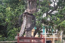 Phú Thọ: Tá hoả vì trăn "khủng" vắt vẻo trên cột điện đầu xóm