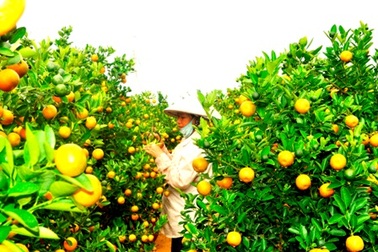 Thời tiết thuận, quất Hội An được mùa Tết