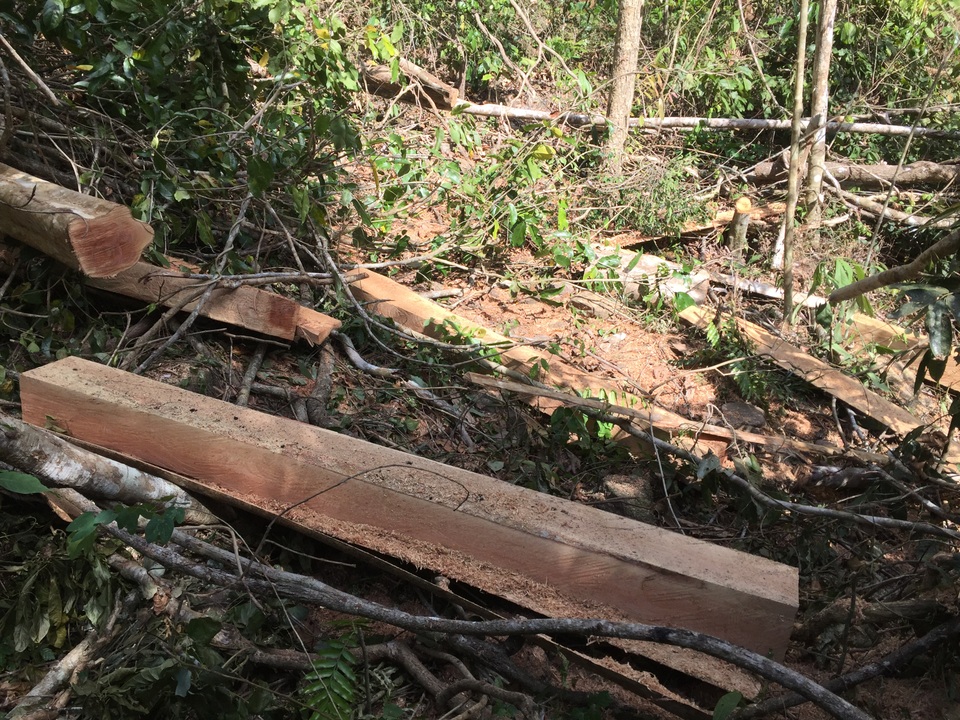 Rừng giáp ranh Đắk Lắk - Gia Lai bị tàn phá đáng báo động - 4 Rừng giáp ranh Đắk Lắk - Gia Lai bị tàn phá đáng báo động - 4