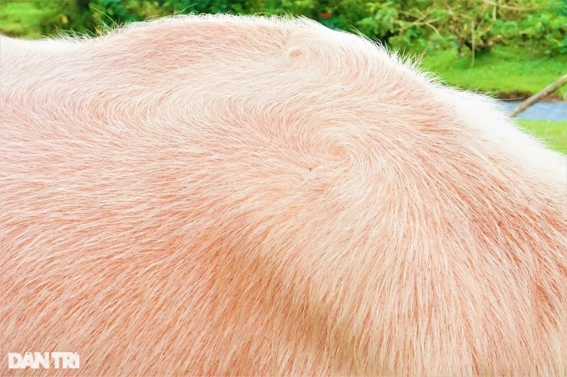 Lạ mắt với đàn trâu trắng muốt, mang lại cơ nghiệp sung túc cho chủ nuôi - 6 Lạ mắt với đàn trâu trắng muốt, mang lại cơ nghiệp sung túc cho chủ nuôi - 6