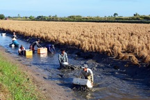 Thu hàng chục triệu mỗi ha, phát triển nuôi tôm - lúa thành đặc sản ĐBSCL