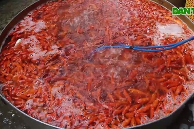 Cá chép tiễn ông Công ông Táo về trời "cháy" hàng, giá tăng "phi mã"