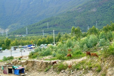 Trâu bò thả rông "hoành hành" khu mộ Đại tướng Võ Nguyên Giáp