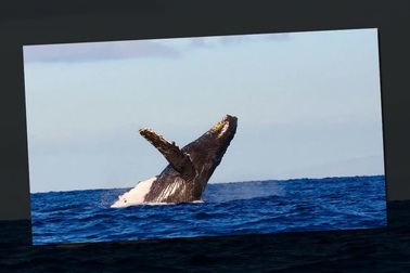 Bị cá voi quẫy đuôi đập trúng người, du khách bị thương nặng ở ngực