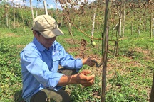 Vụ chặt phá chanh leo ở Nghệ An: Người nhà xin giảm nhẹ đền bù thiệt hại