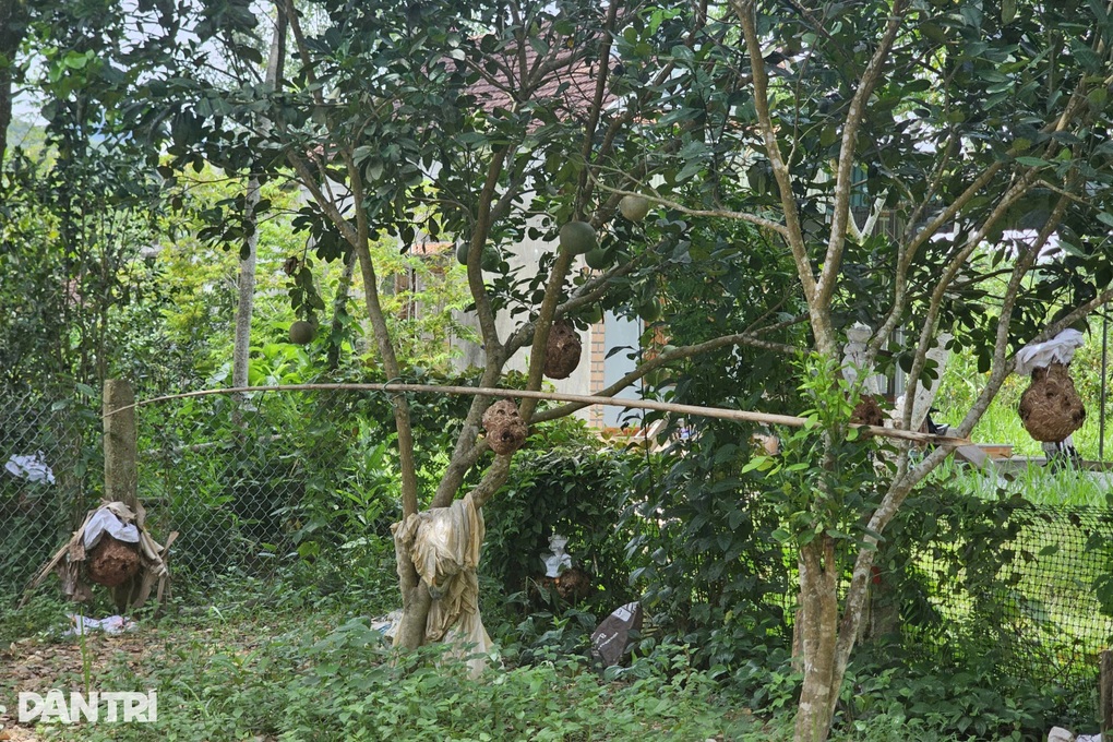Từ phát hiện tình cờ, người đàn ông quyết định đến với nghề nuôi ong dữ - 1 Từ phát hiện tình cờ, người đàn ông quyết định đến với nghề nuôi ong dữ - 1