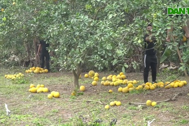 Thủ phủ bưởi Diễn tất bật thu hoạch dịp Tết Nguyên đán