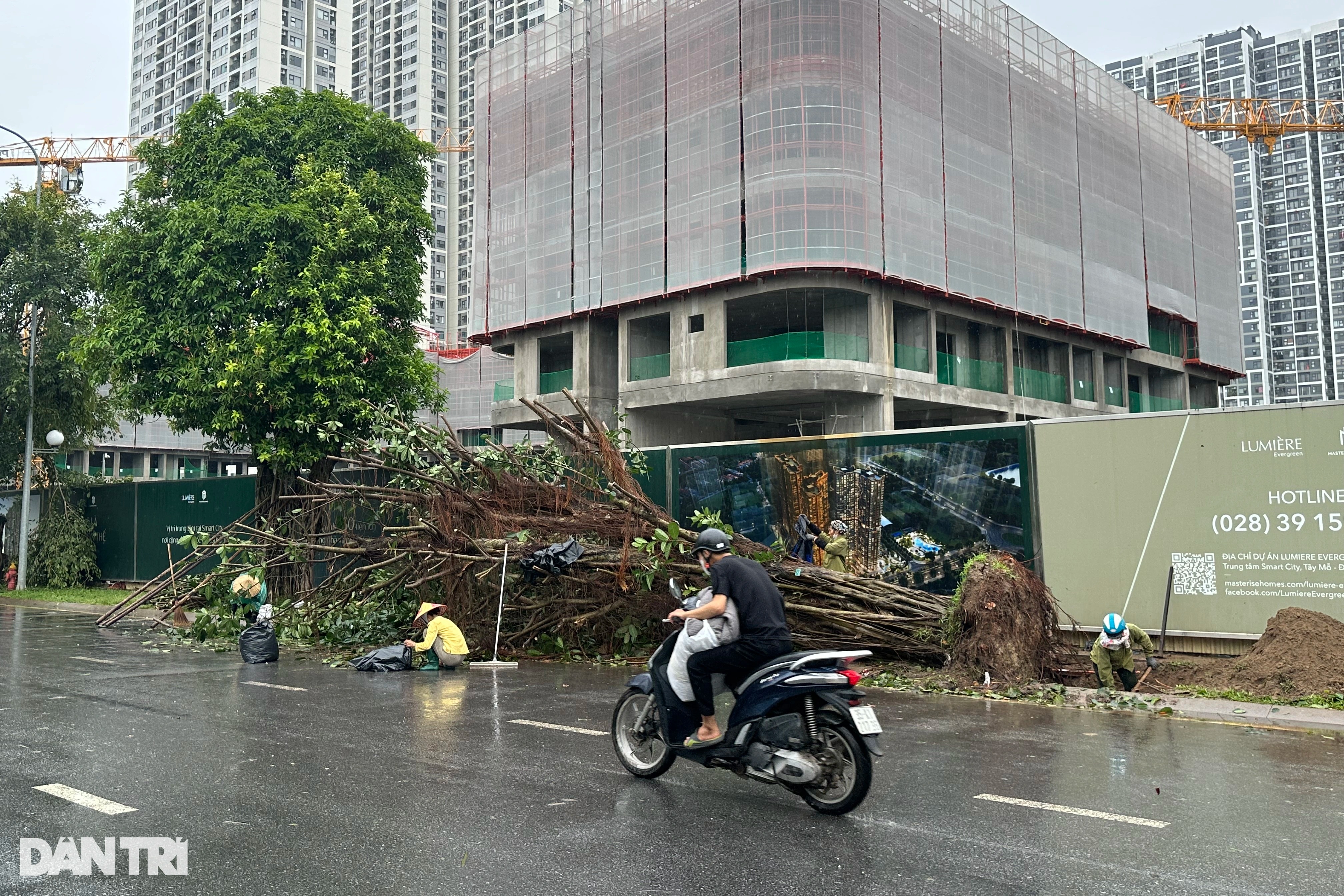 Tại khu đô thị Vinhomes Smart City (Nam Từ Liêm), nhiều cây xanh bị tác động bởi gió bão đã bật gốc (Ảnh: Dương Tâm).