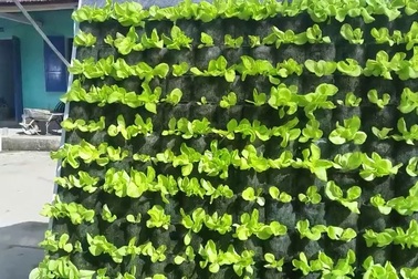 Độc đáo mô hình trồng rau sạch từ hệ thống vườn treo