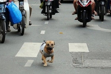Lập đội bắt chó thả rông: Cả nước nên học theo Hà Nội?