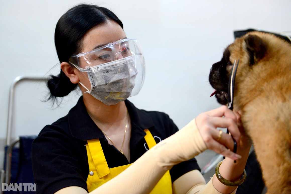 Đắt khách dịch vụ làm đẹp cho thú cưng tại nhà ở TPHCM mùa Covid-19 - 12 Đắt khách dịch vụ làm đẹp cho thú cưng tại nhà ở TPHCM mùa Covid-19 - 12