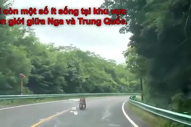 Cá thể hổ quý hiếm bất ngờ lao ra giữa đường cao tốc