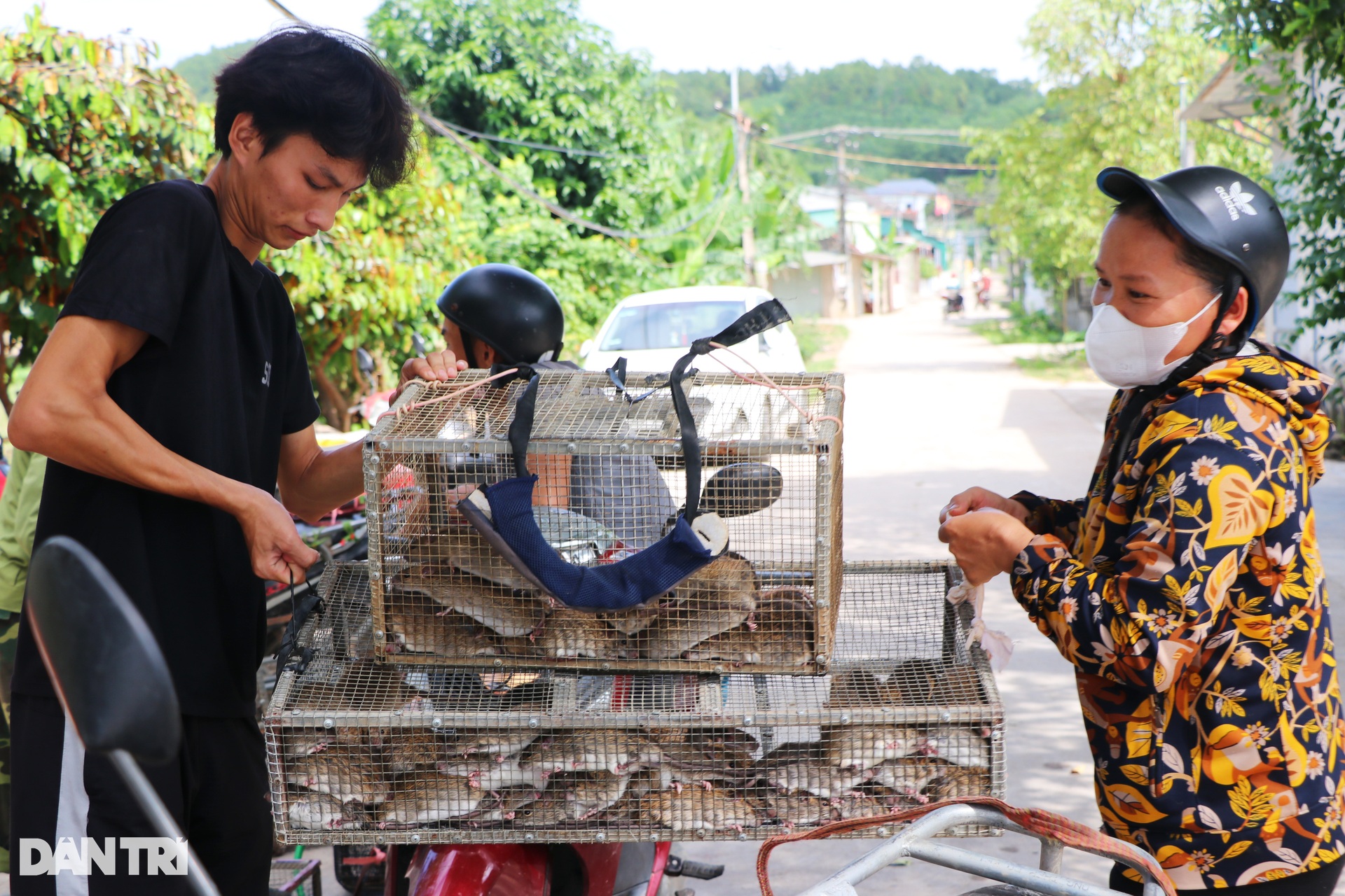 Gom bắt cả lồng chuột nhung nhúc, nông dân kiếm tiền triệu sau một đêm - 4 Gom bắt cả lồng chuột nhung nhúc, nông dân kiếm tiền triệu sau một đêm - 4