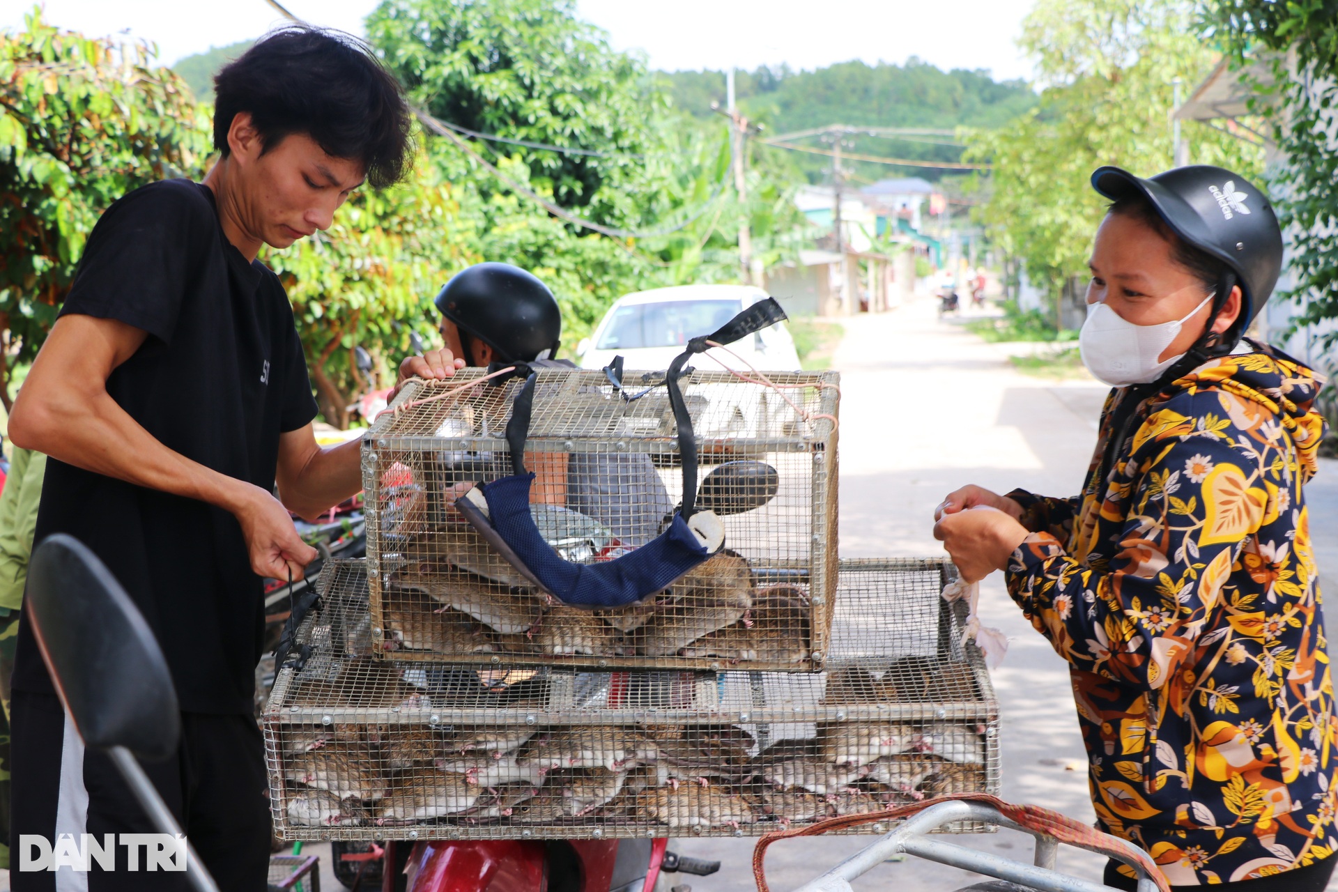 Gom bắt cả lồng chuột nhung nhúc, nông dân kiếm tiền triệu sau một đêm - 4