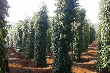 Không có chuyện nông dân chặt bỏ hồ tiêu vì giá xuống thấp kỷ lục