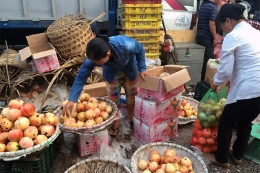 Loại quả 100% hàng Tàu: Chị em thích thú nhấm nháp