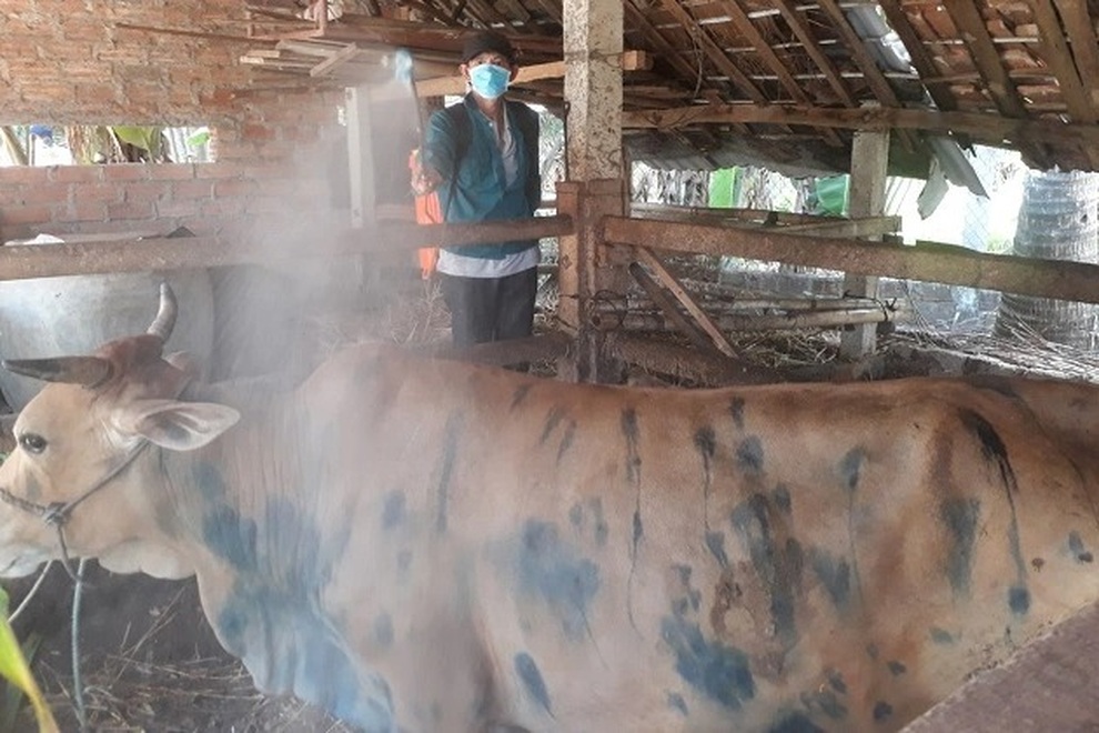 Gần 1.900 trâu, bò chết vì bệnh mới, nông dân thiệt hại tiền tỷ - 1 Gần 1.900 trâu, bò chết vì bệnh mới, nông dân thiệt hại tiền tỷ - 1