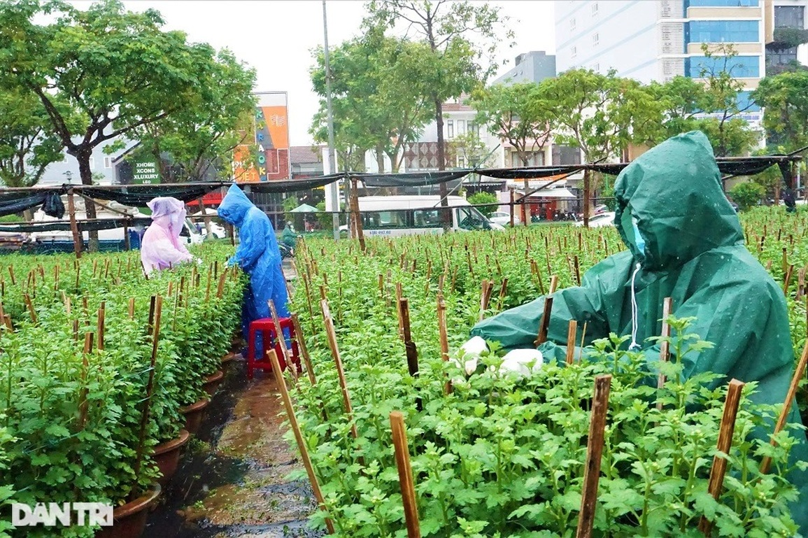 Đội mưa ngắt hoa, bẻ nụ, gom tiền những ngày cận Tết - 4 Đội mưa ngắt hoa, bẻ nụ, gom tiền những ngày cận Tết - 4