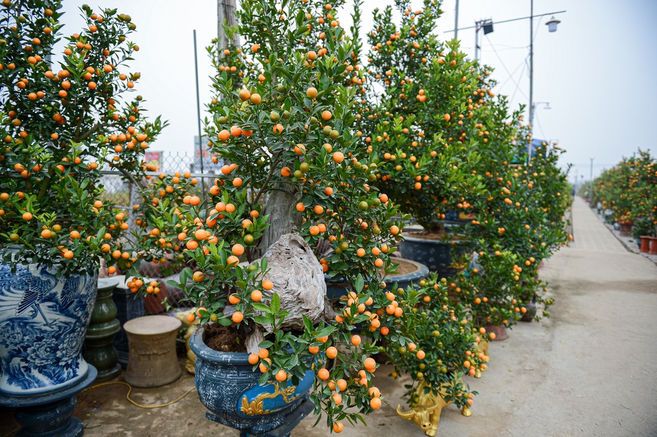 Độc đáo quất ghép gỗ lũa giá chục triệu đồng - 11 Độc đáo quất ghép gỗ lũa giá chục triệu đồng - 11