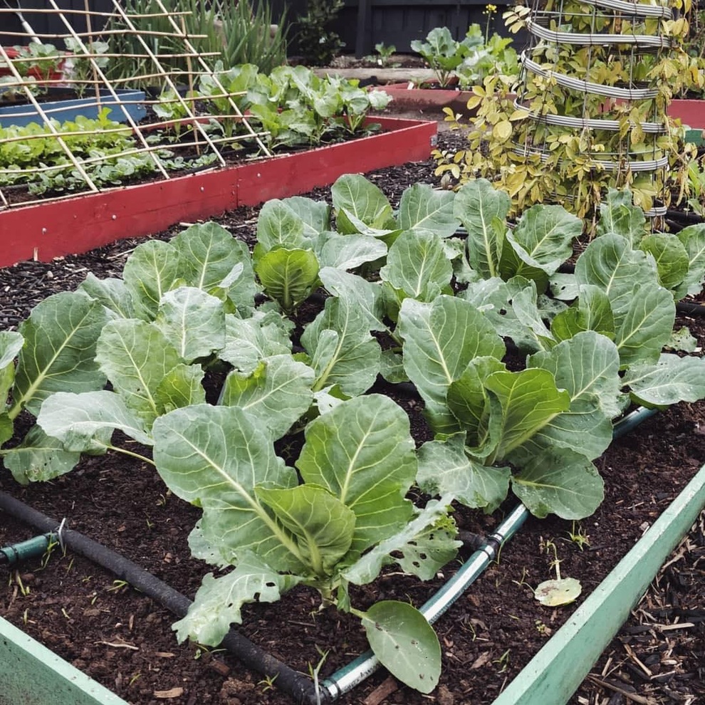 Muốn tự cung tự cấp thực phẩm, người đàn ông làm khu vườn rau, trái sum suê - 4