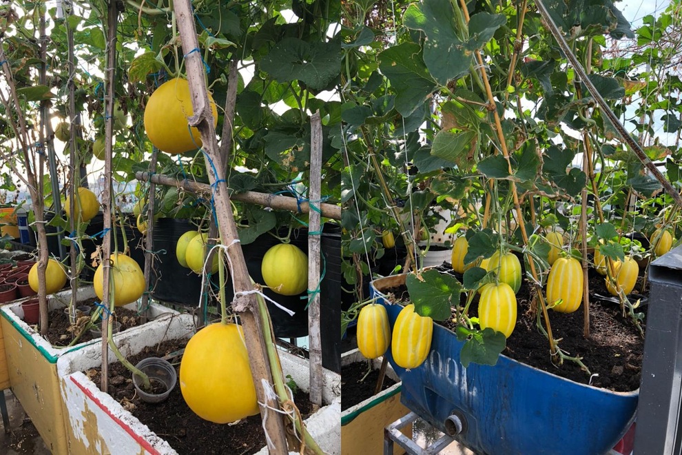 Cặm cụi vác đất lên tầng 5, mẹ đảm Đà Nẵng có vườn rau trái 100m2 - 6