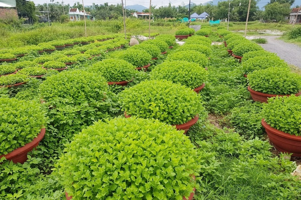 Người làm nghề trồng hoa cúc hối hả xuống giống cho vụ Tết - 2 Người làm nghề trồng hoa cúc hối hả xuống giống cho vụ Tết - 2