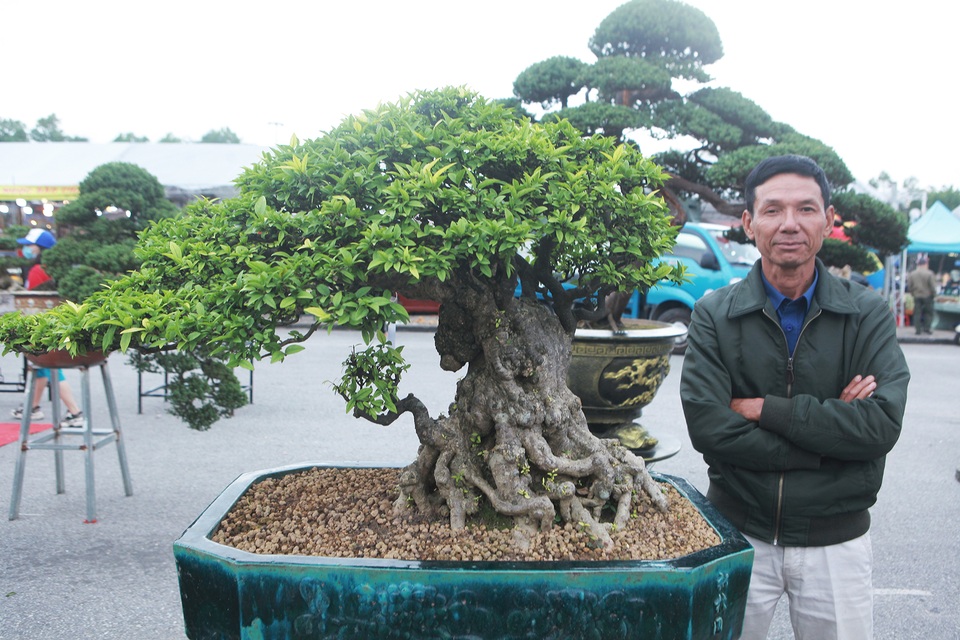 Chiêm ngưỡng cây mai chiếu thủy đoạt giải vàng có giá hơn 1 tỷ đồng - 9 Chiêm ngưỡng cây mai chiếu thủy đoạt giải vàng có giá hơn 1 tỷ đồng - 9