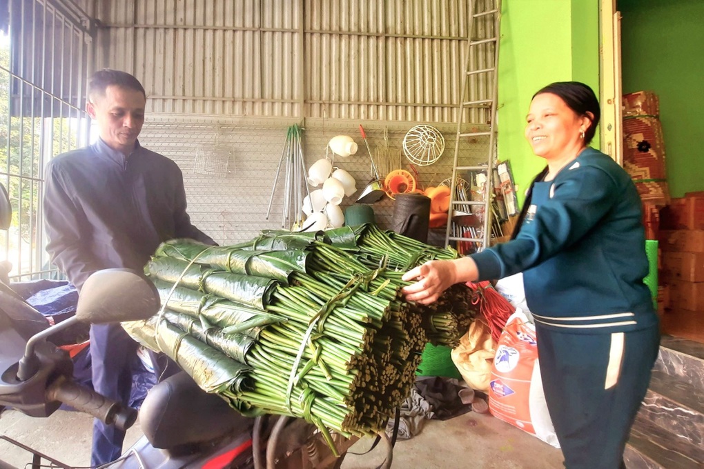 Trồng loại cây lấy lá gói bánh chưng, nông dân rủng rỉnh tiền tiêu Tết - 2 Trồng loại cây lấy lá gói bánh chưng, nông dân rủng rỉnh tiền tiêu Tết - 2