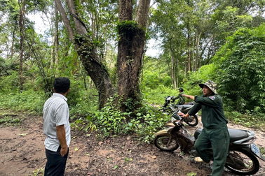 Kiểm tra rừng làm hồ Ka Pét: Cây lim, căm xe nằm ngoài dự án