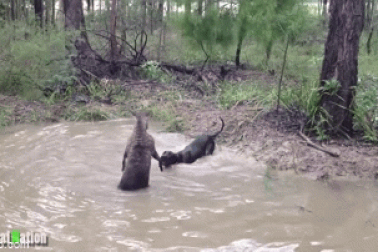 Bị truy đuổi, chuột túi tung "đòn hiểm" khiến chó săn khiếp hãi