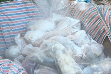 Phát hiện hơn 200 con lợn nghi lở mồm long móng