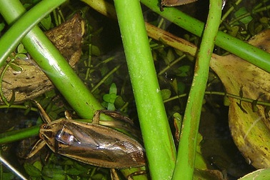 Cà cuống làng Chèm- nay còn đâu ?