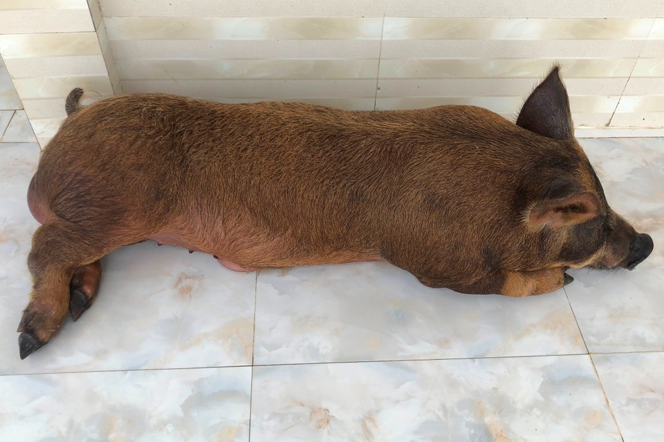 Chú heo 50kg được chủ cho ở trong nhà, chiều như thú cưng - 3 Chú heo 50kg được chủ cho ở trong nhà, chiều như thú cưng - 3