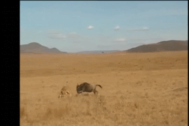 Chết cười với cảnh sư tử chạy bạt mạng khi bị linh dương đầu bò rượt đuổi