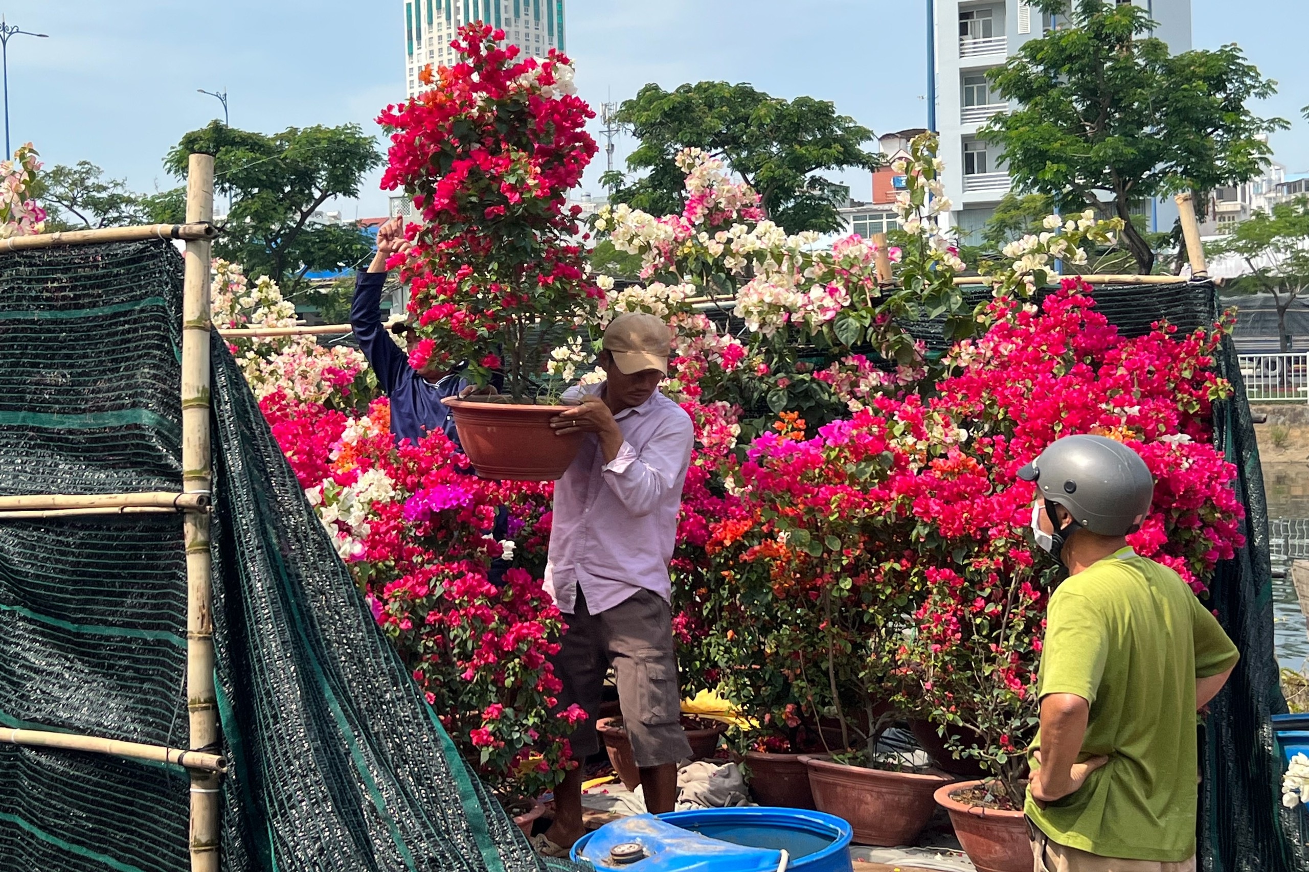 Nỗi niềm thương hồ miền Tây đem hoa lên TPHCM bán Tết - 5 Nỗi niềm thương hồ miền Tây đem hoa lên TPHCM bán Tết - 5