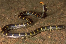 Giải mã bí ẩn về loài rắn có "2 đầu" ở Việt Nam