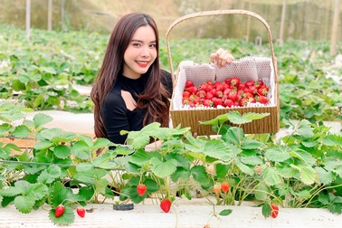 Bỏ việc, cắm sổ đỏ đi trồng dâu tây: Đón 3 vạn khách, thu 3 tỷ đồng mỗi năm