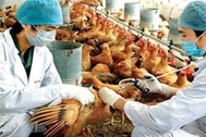 “Diễn biến dịch cúm gia cầm A/H5N1 ở các tỉnh phía Nam rất phức tạp”
