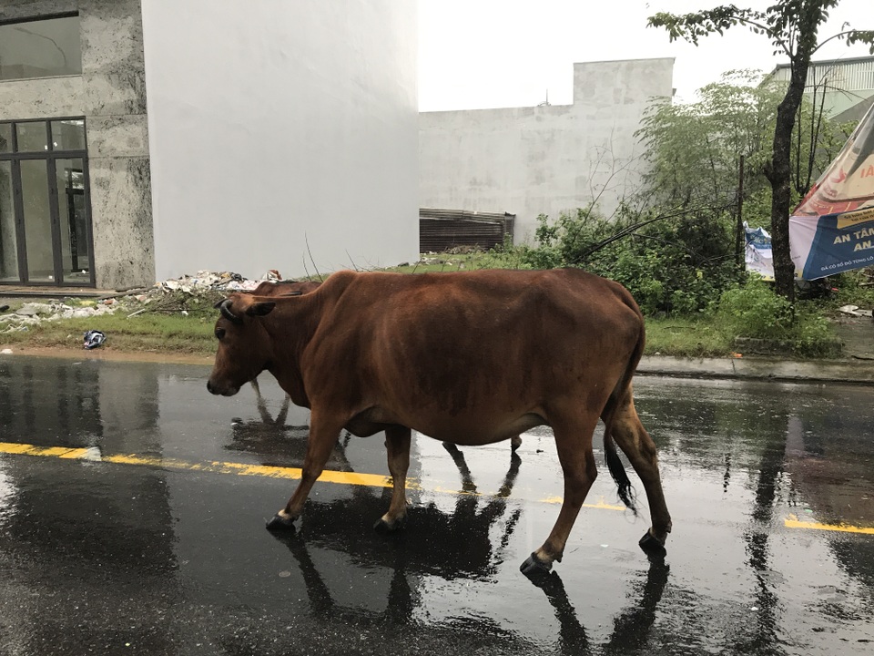 Người dân trong khu đô thị phát hoảng vì bị đàn bò thả rông khủng bố! - 4 Người dân trong khu đô thị phát hoảng vì bị đàn bò thả rông khủng bố! - 4