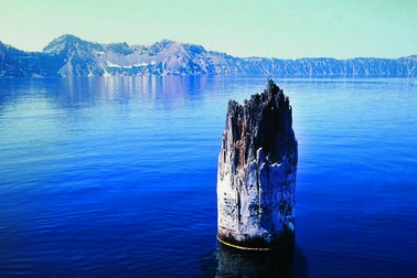 Khúc gỗ “thách thức” mọi định luật vật lý, nổi trên mặt nước suốt trăm năm không phân hủy