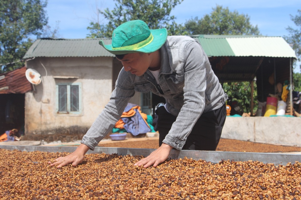 Gia Lai: Nông dân tất bật vào vụ thu hoạch cà phê - 14 Gia Lai: Nông dân tất bật vào vụ thu hoạch cà phê - 14